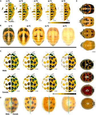 Superficially Similar Adaptation Within One Species Exhibits Similar Morphological Specialization but Different Physiological Regulations and Origins